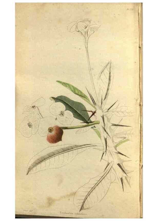 Reproducción/Reproduction 48787425411: The botanical cabinet. London :John & Arthur Arch ...,1817-1833.. 