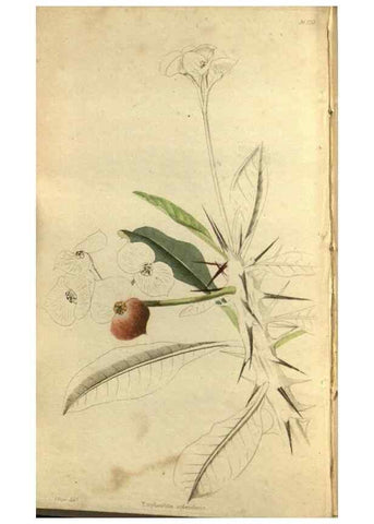 Reproducción/Reproduction 48787425411: The botanical cabinet. London :John & Arthur Arch ...,1817-1833.. 
