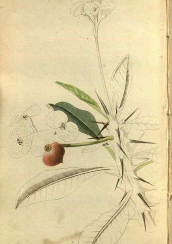 Reproducción/Reproduction 48787425411: The botanical cabinet. London :John & Arthur Arch ...,1817-1833.. 