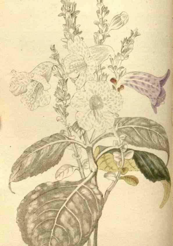 Reproducción/Reproduction 48787425166: The botanical cabinet. London :John & Arthur Arch ...,1817-1833.. 