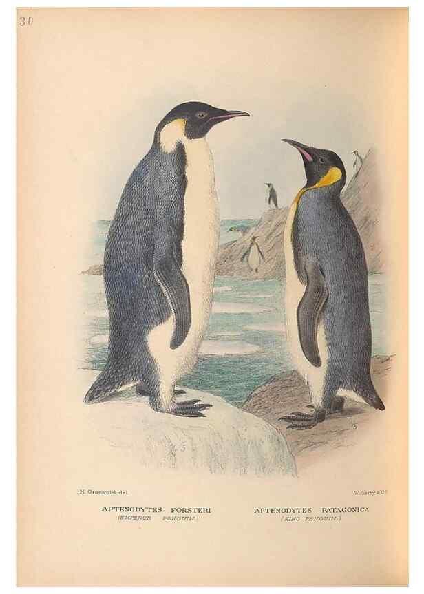 Reproducción/Reproduction 48786438801: The birds of Norfolk & Lord Howe Islands and the Australasian South Polar quadrant :. London :H.F. & G. Witherby,1928.. 