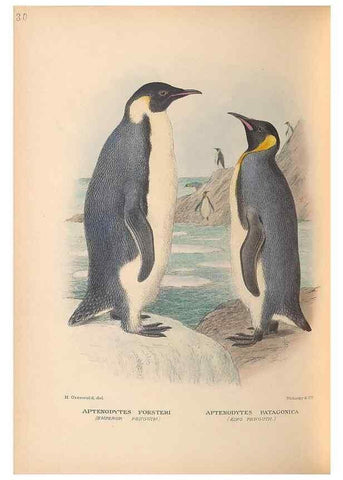 Reproducción/Reproduction 48786438801: The birds of Norfolk & Lord Howe Islands and the Australasian South Polar quadrant :. London :H.F. & G. Witherby,1928.. 
