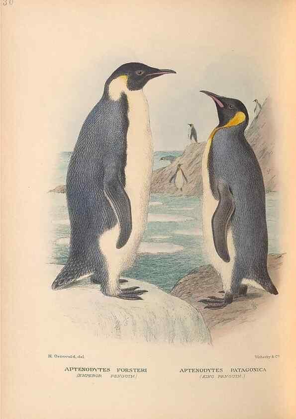 Reproducción/Reproduction 48786438801: The birds of Norfolk & Lord Howe Islands and the Australasian South Polar quadrant :. London :H.F. & G. Witherby,1928.. 