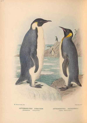 Reproducción/Reproduction 48786438801: The birds of Norfolk & Lord Howe Islands and the Australasian South Polar quadrant :. London :H.F. & G. Witherby,1928.. 