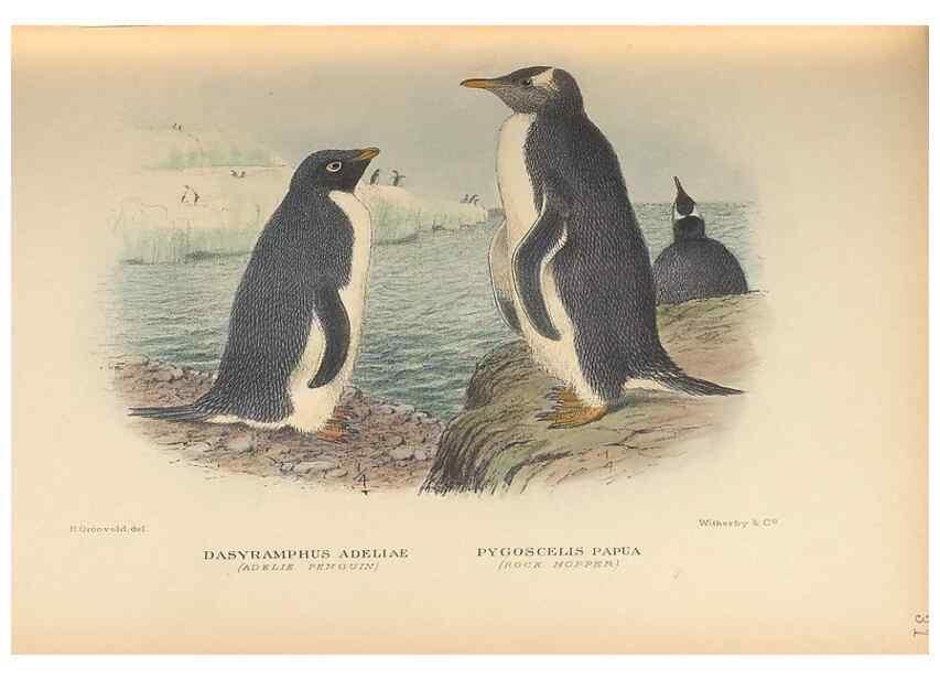 Reproducción/Reproduction 48786439046: The birds of Norfolk & Lord Howe Islands and the Australasian South Polar quadrant :. London :H.F. & G. Witherby,1928.. 