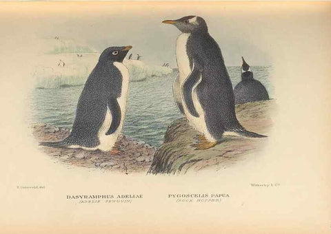 Reproducción/Reproduction 48786439046: The birds of Norfolk & Lord Howe Islands and the Australasian South Polar quadrant :. London :H.F. & G. Witherby,1928.. 