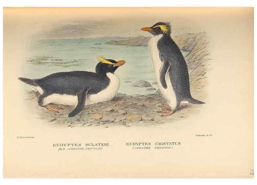 Reproducción/Reproduction 48786589902: The birds of Norfolk & Lord Howe Islands and the Australasian South Polar quadrant :. London :H.F. & G. Witherby,1928.. 