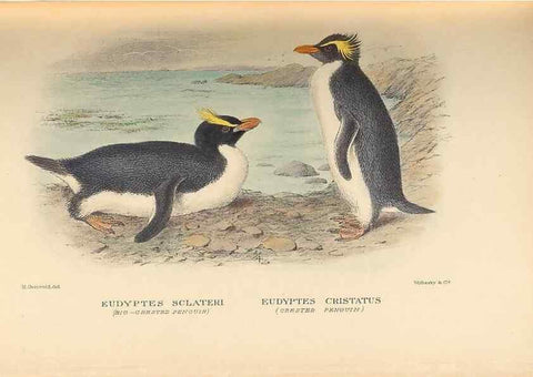 Reproducción/Reproduction 48786589902: The birds of Norfolk & Lord Howe Islands and the Australasian South Polar quadrant :. London :H.F. & G. Witherby,1928.. 
