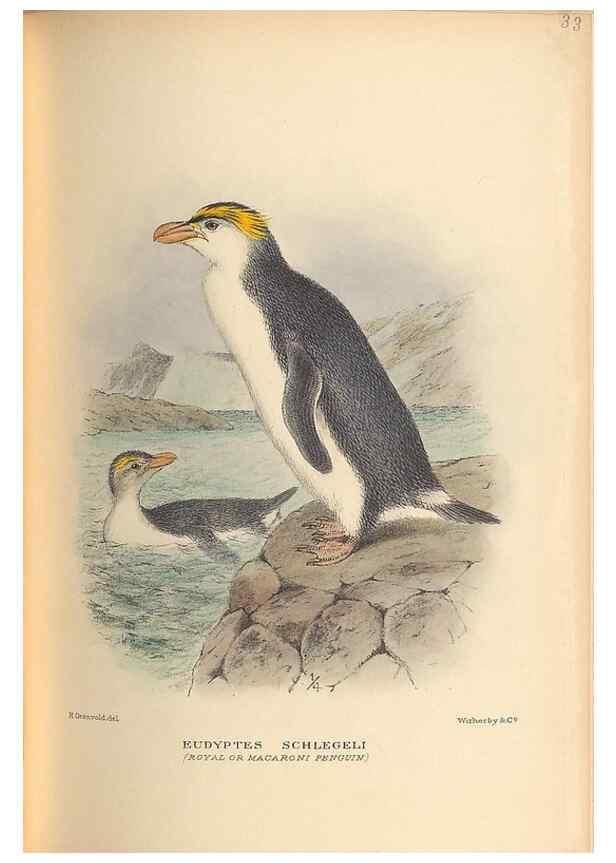 Reproducción/Reproduction 48786590067: The birds of Norfolk & Lord Howe Islands and the Australasian South Polar quadrant :. London :H.F. & G. Witherby,1928.. 