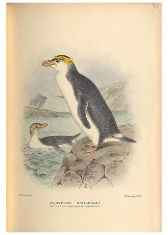 Reproducción/Reproduction 48786590067: The birds of Norfolk & Lord Howe Islands and the Australasian South Polar quadrant :. London :H.F. & G. Witherby,1928.. 