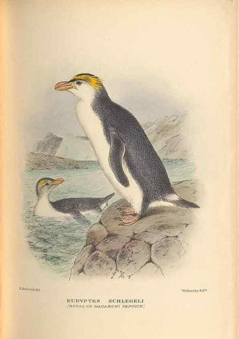 Reproducción/Reproduction 48786590067: The birds of Norfolk & Lord Howe Islands and the Australasian South Polar quadrant :. London :H.F. & G. Witherby,1928.. 
