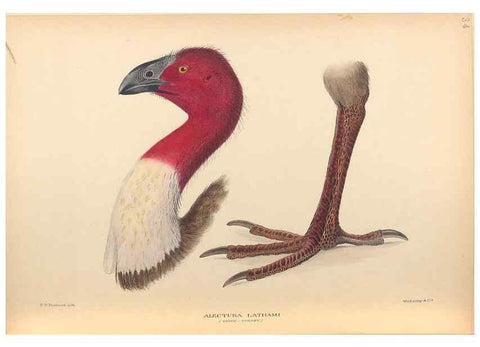 Reproducción/Reproduction 48786590292: The birds of Norfolk & Lord Howe Islands and the Australasian South Polar quadrant :. London :H.F. & G. Witherby,1928.. 