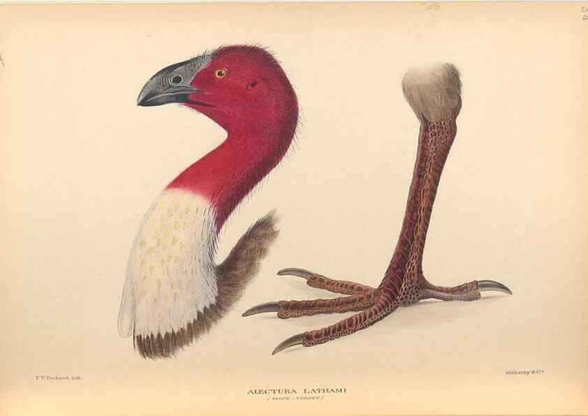 Reproducción/Reproduction 48786590292: The birds of Norfolk & Lord Howe Islands and the Australasian South Polar quadrant :. London :H.F. & G. Witherby,1928.. 