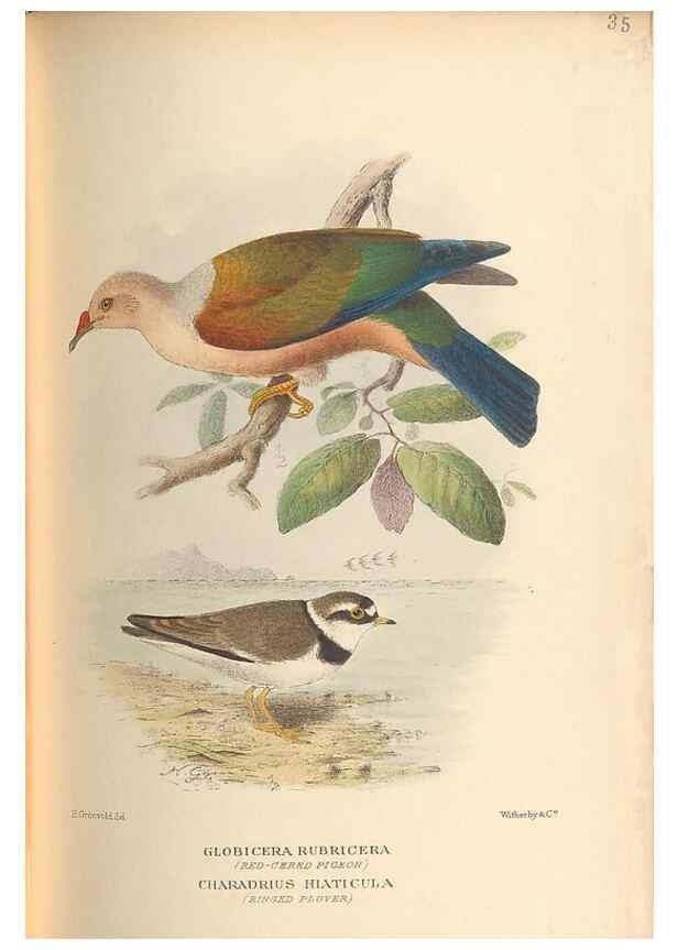 Reproducción/Reproduction 48786590497: The birds of Norfolk & Lord Howe Islands and the Australasian South Polar quadrant :. London :H.F. & G. Witherby,1928.. 