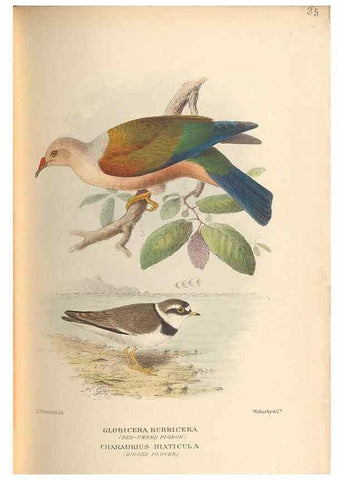 Reproducción/Reproduction 48786590497: The birds of Norfolk & Lord Howe Islands and the Australasian South Polar quadrant :. London :H.F. & G. Witherby,1928.. 
