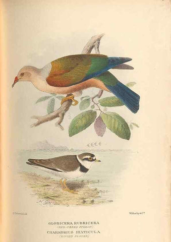 Reproducción/Reproduction 48786590497: The birds of Norfolk & Lord Howe Islands and the Australasian South Polar quadrant :. London :H.F. & G. Witherby,1928.. 