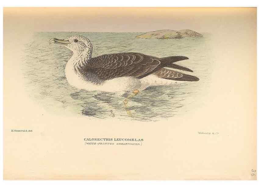 Reproducción/Reproduction 48786075253: The birds of Norfolk & Lord Howe Islands and the Australasian South Polar quadrant :. London :H.F. & G. Witherby,1928.. 