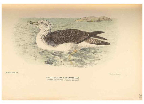 Reproducción/Reproduction 48786075253: The birds of Norfolk & Lord Howe Islands and the Australasian South Polar quadrant :. London :H.F. & G. Witherby,1928.. 
