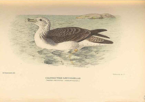 Reproducción/Reproduction 48786075253: The birds of Norfolk & Lord Howe Islands and the Australasian South Polar quadrant :. London :H.F. & G. Witherby,1928.. 