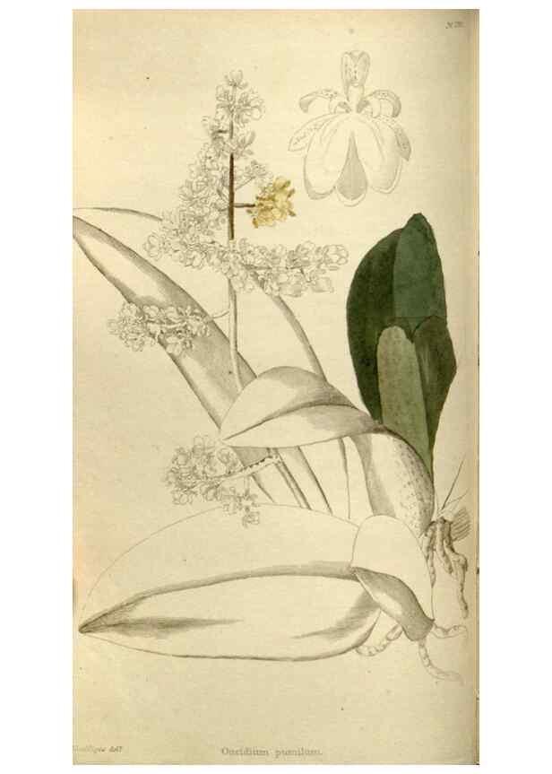 Reproducción/Reproduction 48787429766: The botanical cabinet. London :John & Arthur Arch ...,1817-1833.. 