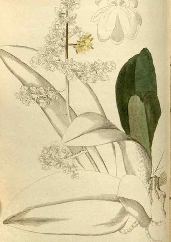 Reproducción/Reproduction 48787429766: The botanical cabinet. London :John & Arthur Arch ...,1817-1833.. 