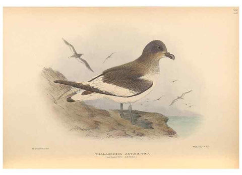 Reproducción/Reproduction 48786590817: The birds of Norfolk & Lord Howe Islands and the Australasian South Polar quadrant :. London :H.F. & G. Witherby,1928.. 