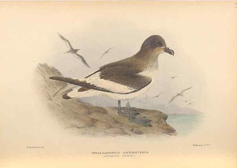 Reproducción/Reproduction 48786590817: The birds of Norfolk & Lord Howe Islands and the Australasian South Polar quadrant :. London :H.F. & G. Witherby,1928.. 