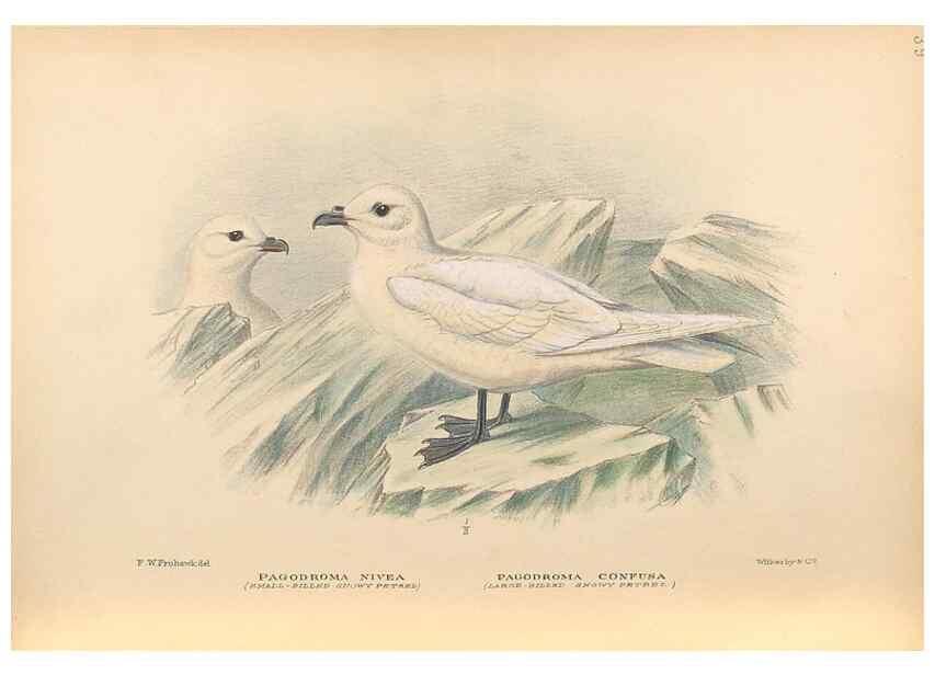 Reproducción/Reproduction 48786075893: The birds of Norfolk & Lord Howe Islands and the Australasian South Polar quadrant :. London :H.F. & G. Witherby,1928.. 