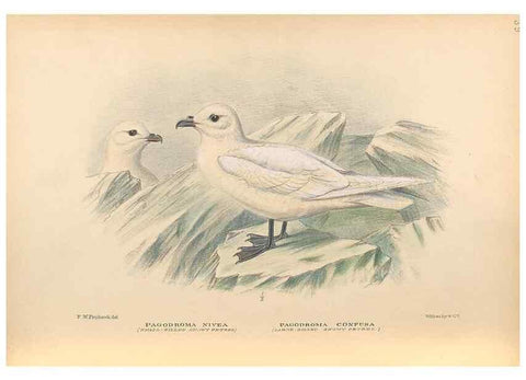 Reproducción/Reproduction 48786075893: The birds of Norfolk & Lord Howe Islands and the Australasian South Polar quadrant :. London :H.F. & G. Witherby,1928.. 