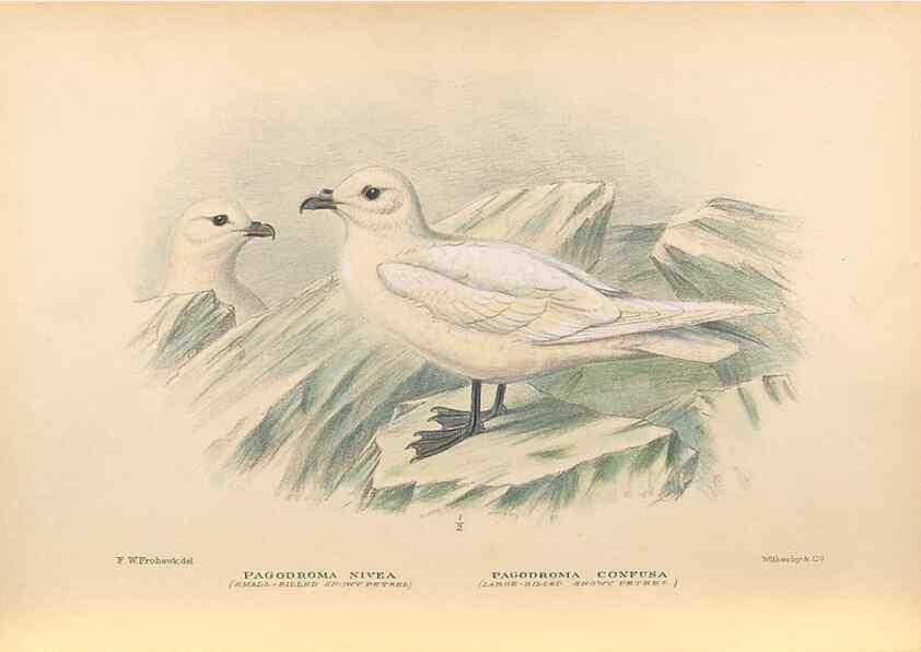 Reproducción/Reproduction 48786075893: The birds of Norfolk & Lord Howe Islands and the Australasian South Polar quadrant :. London :H.F. & G. Witherby,1928.. 