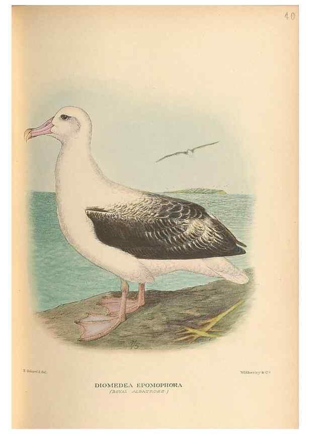 Reproducción/Reproduction 48786076058: The birds of Norfolk & Lord Howe Islands and the Australasian South Polar quadrant :. London :H.F. & G. Witherby,1928.. 