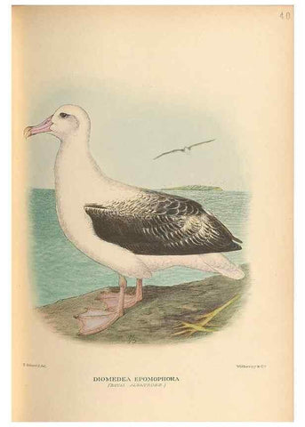 Reproducción/Reproduction 48786076058: The birds of Norfolk & Lord Howe Islands and the Australasian South Polar quadrant :. London :H.F. & G. Witherby,1928.. 