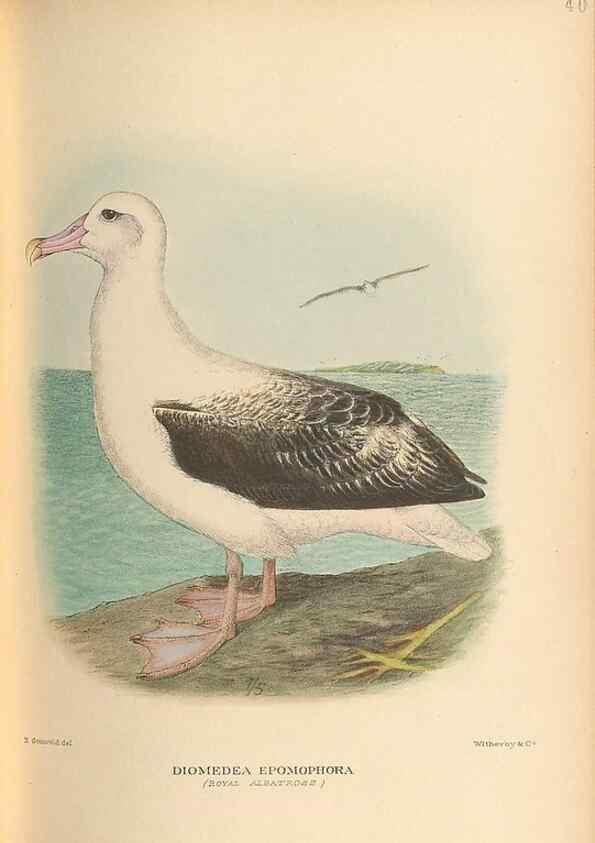 Reproducción/Reproduction 48786076058: The birds of Norfolk & Lord Howe Islands and the Australasian South Polar quadrant :. London :H.F. & G. Witherby,1928.. 