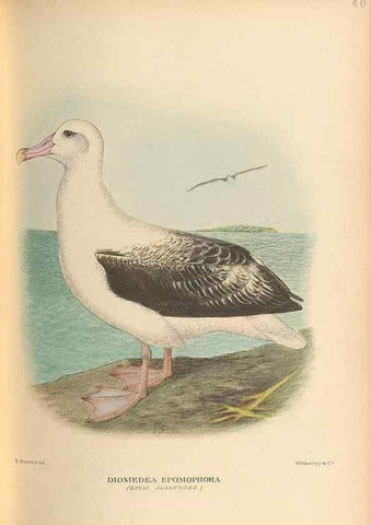 Reproducción/Reproduction 48786076058: The birds of Norfolk & Lord Howe Islands and the Australasian South Polar quadrant :. London :H.F. & G. Witherby,1928.. 