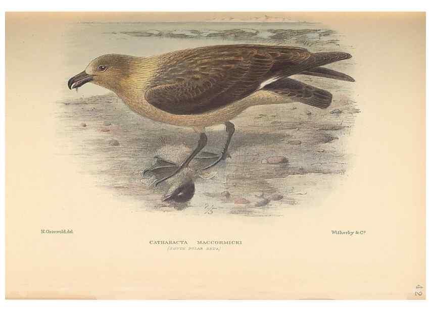 Reproducción/Reproduction 48786591807: The birds of Norfolk & Lord Howe Islands and the Australasian South Polar quadrant :. London :H.F. & G. Witherby,1928.. 