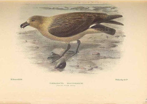 Reproducción/Reproduction 48786591807: The birds of Norfolk & Lord Howe Islands and the Australasian South Polar quadrant :. London :H.F. & G. Witherby,1928.. 