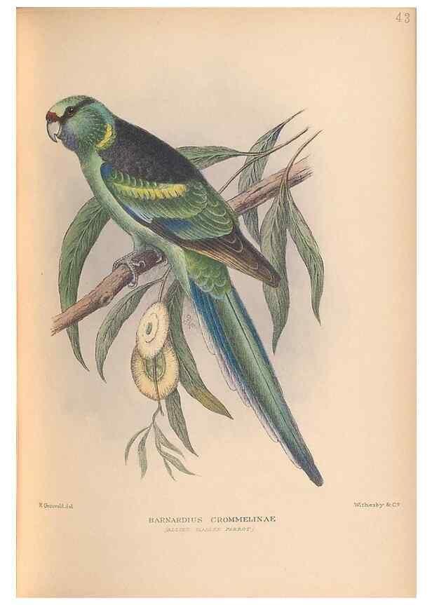 Reproducción/Reproduction 48786591967: The birds of Norfolk & Lord Howe Islands and the Australasian South Polar quadrant :. London :H.F. & G. Witherby,1928.. 