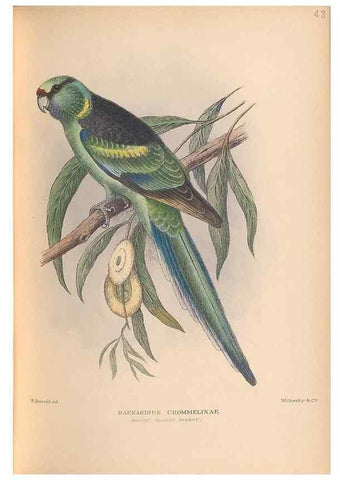 Reproducción/Reproduction 48786591967: The birds of Norfolk & Lord Howe Islands and the Australasian South Polar quadrant :. London :H.F. & G. Witherby,1928.. 