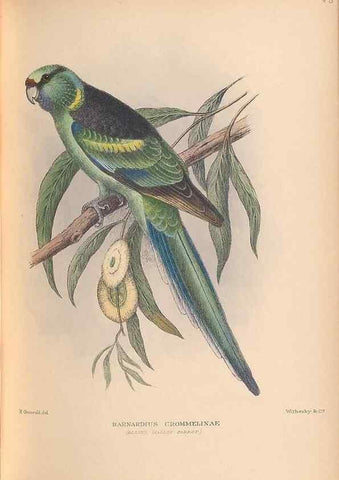 Reproducción/Reproduction 48786591967: The birds of Norfolk & Lord Howe Islands and the Australasian South Polar quadrant :. London :H.F. & G. Witherby,1928.. 