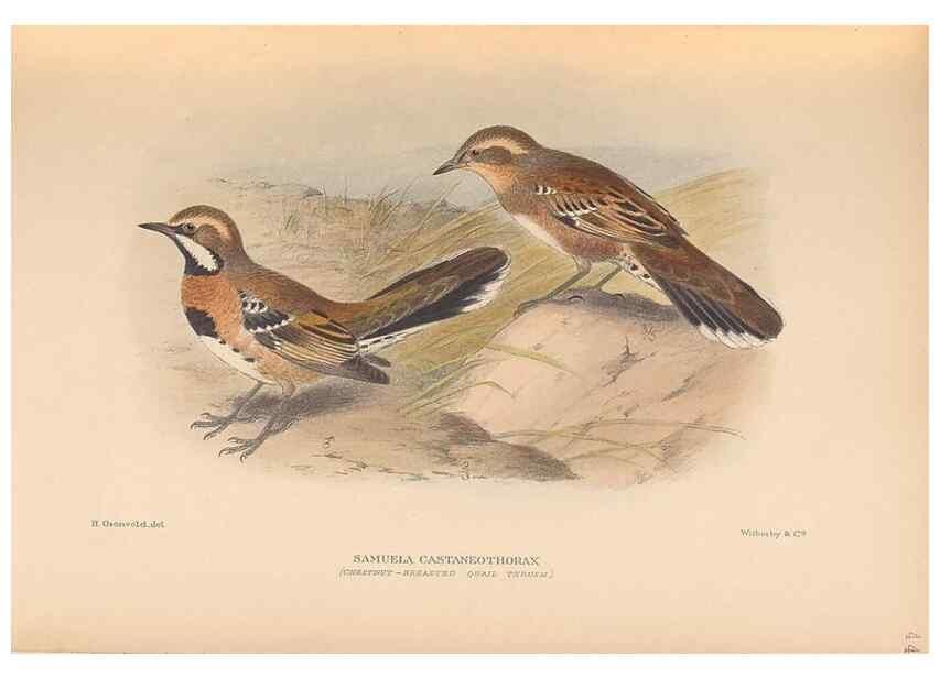 Reproducción/Reproduction 48786592127: The birds of Norfolk & Lord Howe Islands and the Australasian South Polar quadrant :. London :H.F. & G. Witherby,1928.. 