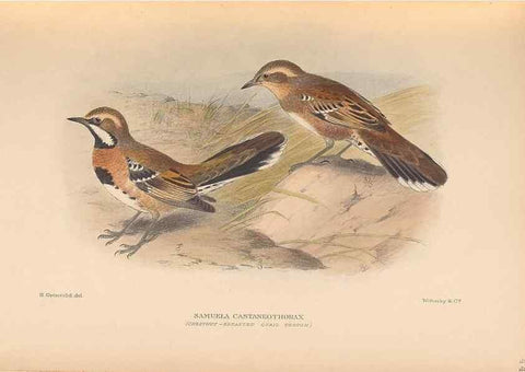Reproducción/Reproduction 48786592127: The birds of Norfolk & Lord Howe Islands and the Australasian South Polar quadrant :. London :H.F. & G. Witherby,1928.. 