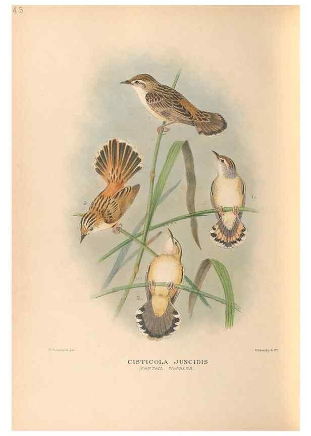 Reproducción/Reproduction 48786592292: The birds of Norfolk & Lord Howe Islands and the Australasian South Polar quadrant :. London :H.F. & G. Witherby,1928.. 