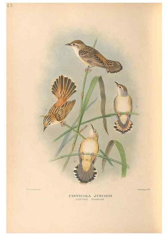 Reproducción/Reproduction 48786592292: The birds of Norfolk & Lord Howe Islands and the Australasian South Polar quadrant :. London :H.F. & G. Witherby,1928.. 