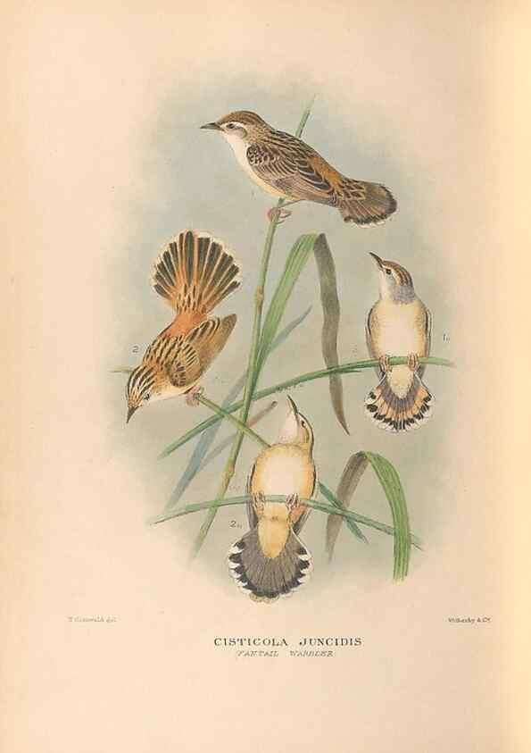 Reproducción/Reproduction 48786592292: The birds of Norfolk & Lord Howe Islands and the Australasian South Polar quadrant :. London :H.F. & G. Witherby,1928.. 