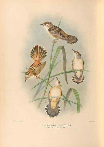 Reproducción/Reproduction 48786592292: The birds of Norfolk & Lord Howe Islands and the Australasian South Polar quadrant :. London :H.F. & G. Witherby,1928.. 