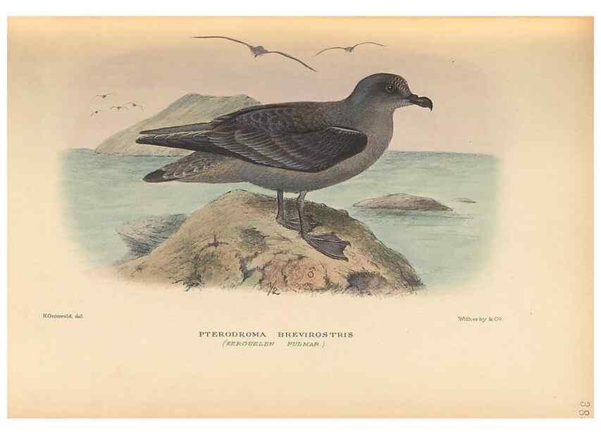 Reproducción/Reproduction 48786440406: The birds of Norfolk & Lord Howe Islands and the Australasian South Polar quadrant :. London :H.F. & G. Witherby,1928.. 