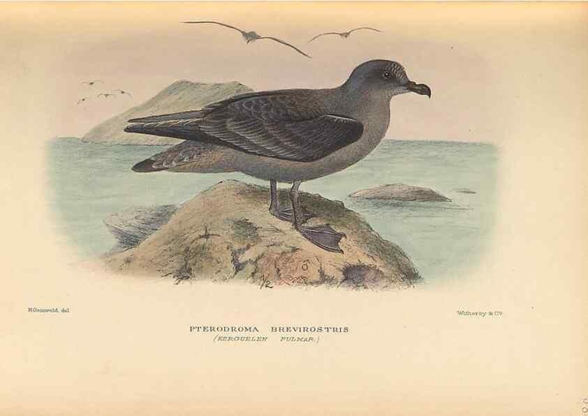 Reproducción/Reproduction 48786440406: The birds of Norfolk & Lord Howe Islands and the Australasian South Polar quadrant :. London :H.F. & G. Witherby,1928.. 