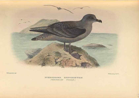 Reproducción/Reproduction 48786440406: The birds of Norfolk & Lord Howe Islands and the Australasian South Polar quadrant :. London :H.F. & G. Witherby,1928.. 