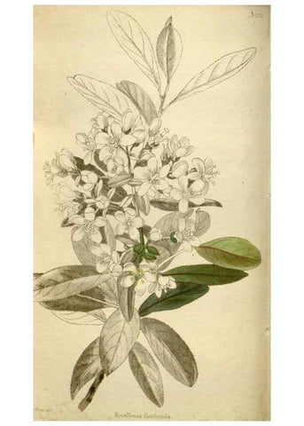 Reproducción/Reproduction 48787440386: The botanical cabinet. London :John & Arthur Arch ...,1817-1833.. 