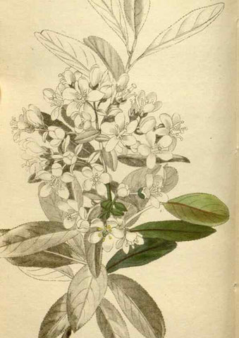 Reproducción/Reproduction 48787440386: The botanical cabinet. London :John & Arthur Arch ...,1817-1833.. 